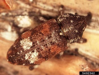 white pine weevil closeup