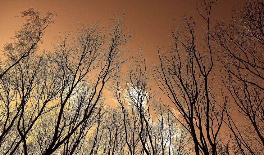 dormant trees in winter