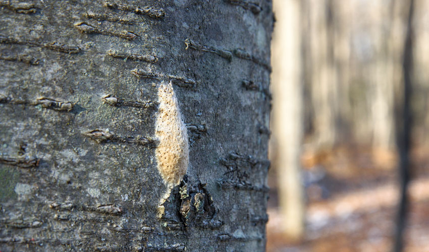 gypsy moth egg mass