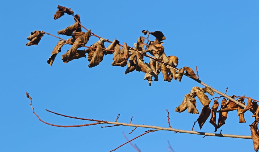 dead elm tree branch - Dutch Elm Disease