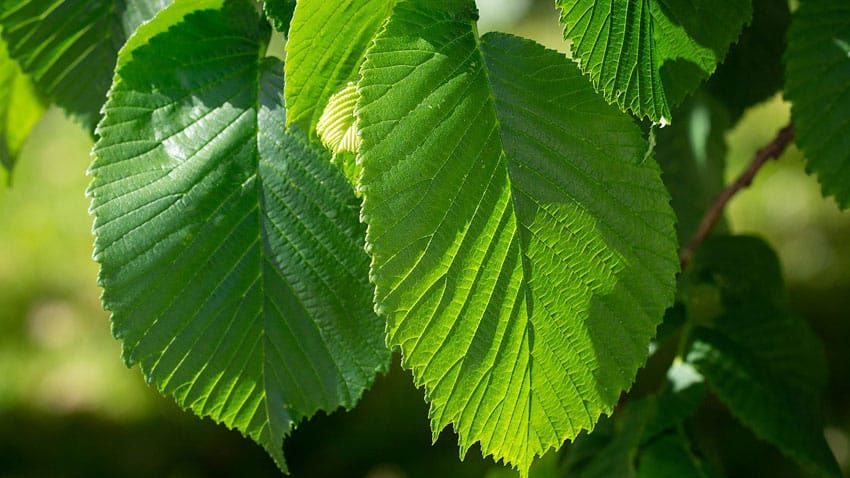 elm tree leaves