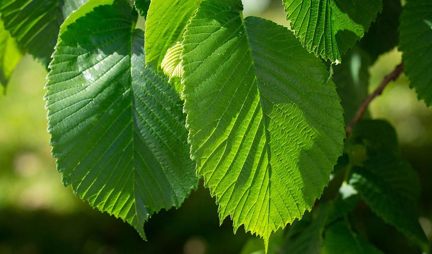 elm tree leaves