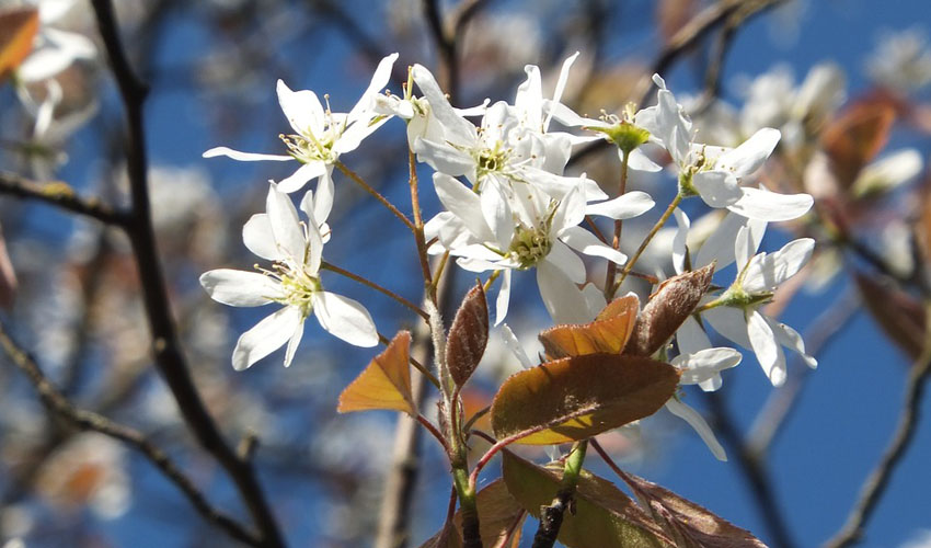 Allegheny Serviceberry's white flowers in spring