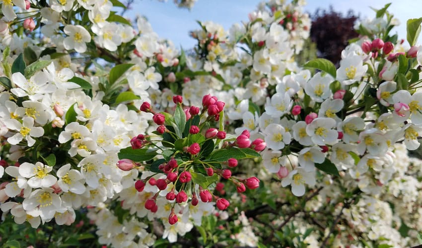 crabapple blossoms