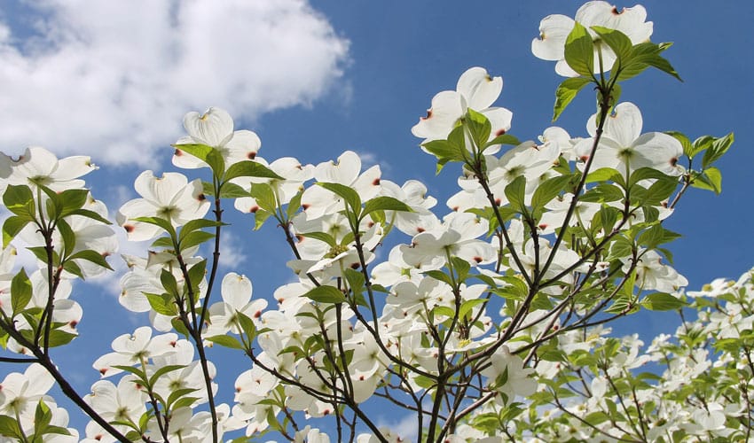 dogwood blossoms