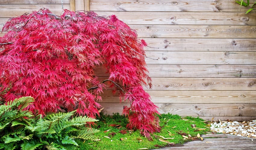 japanese maple against wooden fence