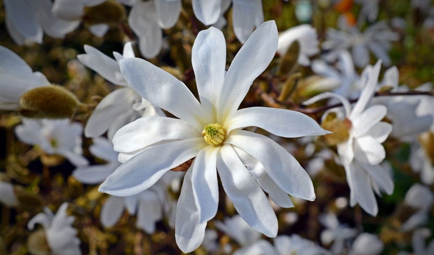 star magnolia flowers