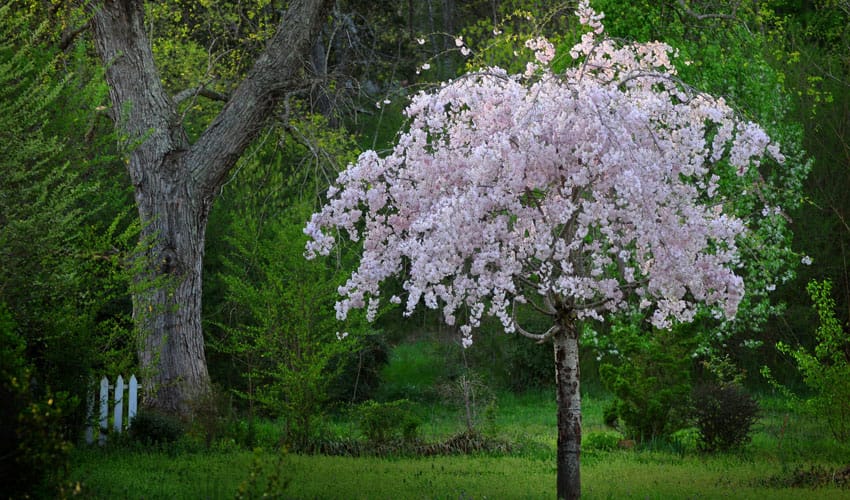 weeping cherry tree in bloom
