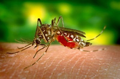 mosquito biting an arm