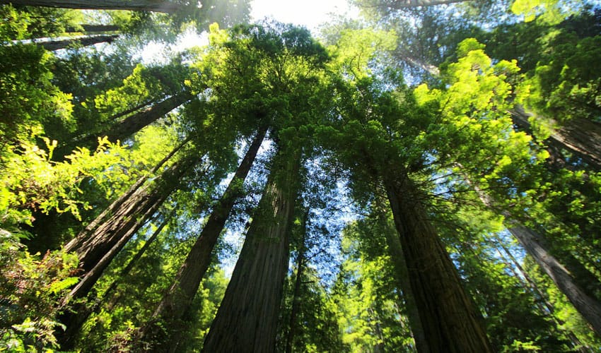 looking up a large sequoia trees