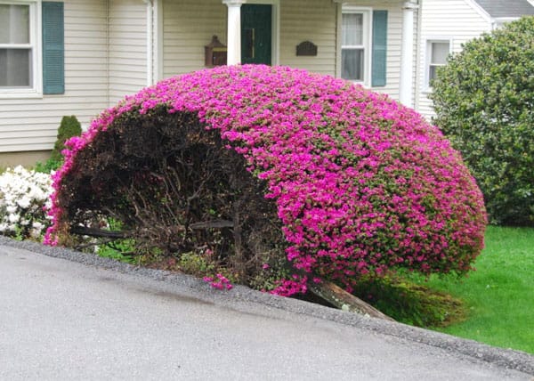 How to Choose the Right Tree & Planting Location For Your Northeast ...