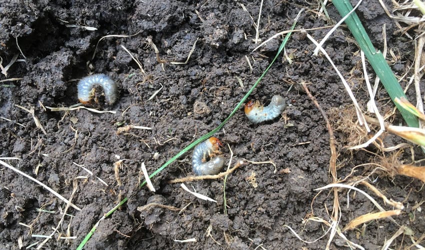 japanese beetle grubs in soil