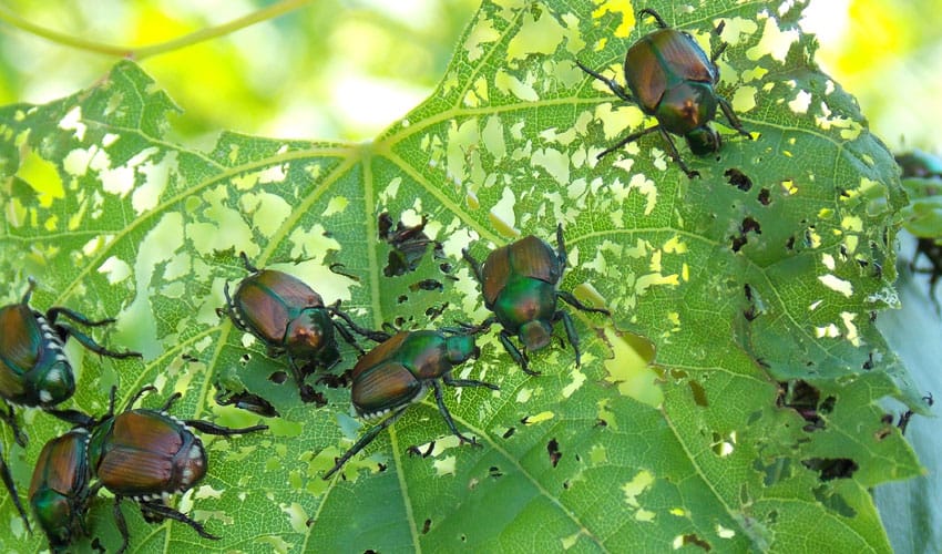 japanese beetles skeletonizing a leave