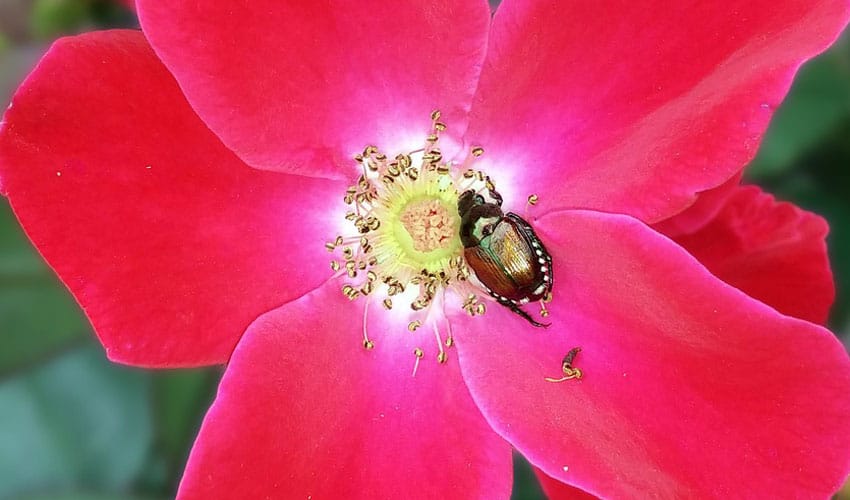 japanese beetle in center of a pink rose