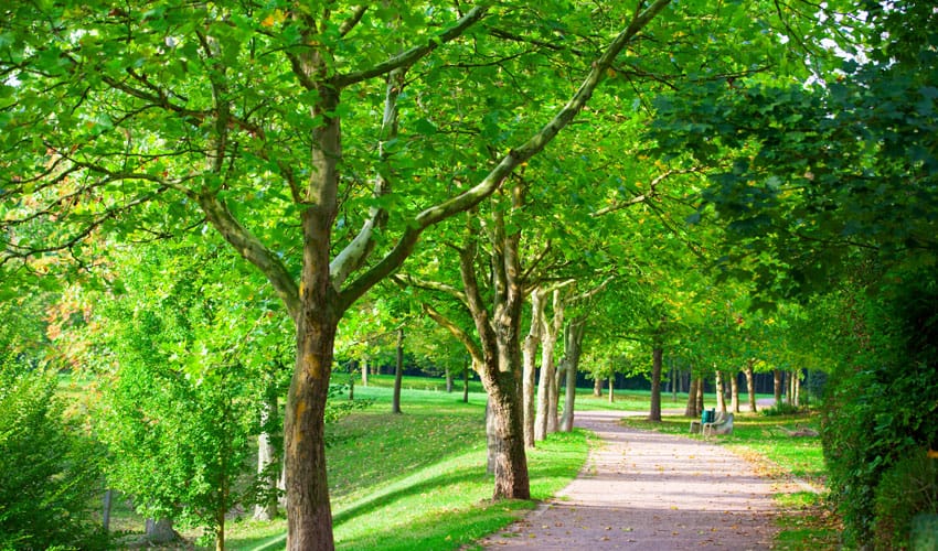 green trees lining a path