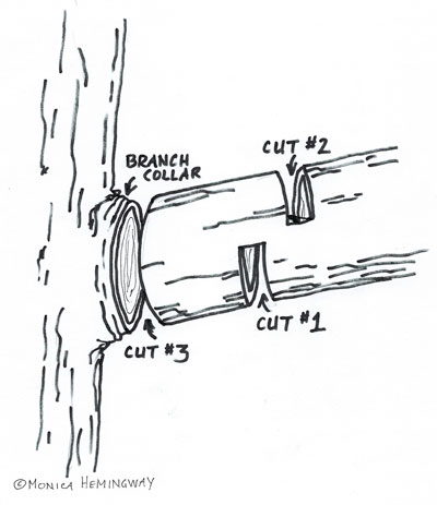 diagram of the 3-cut pruning method