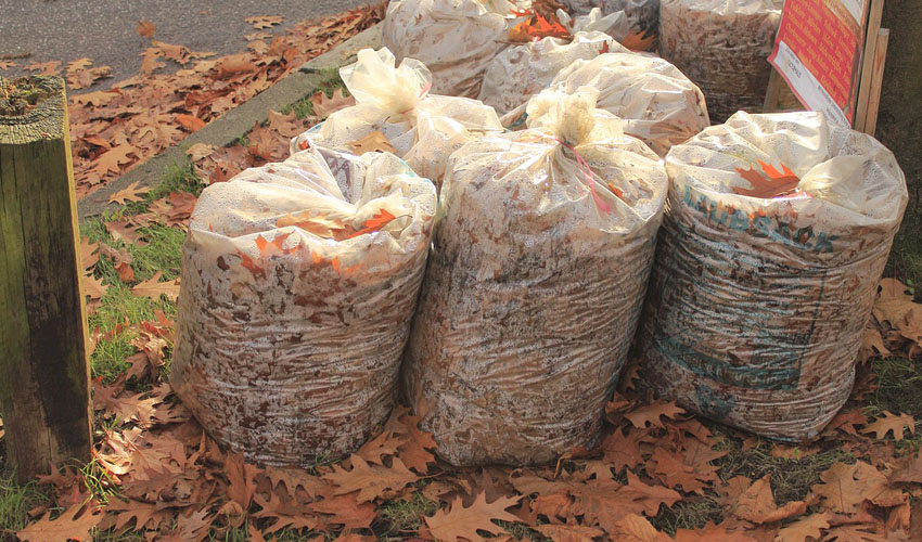 Clear Bags of Fall Leaves with Moisture Inside by Curb with Yard