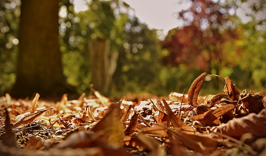 fallen leaves autumn