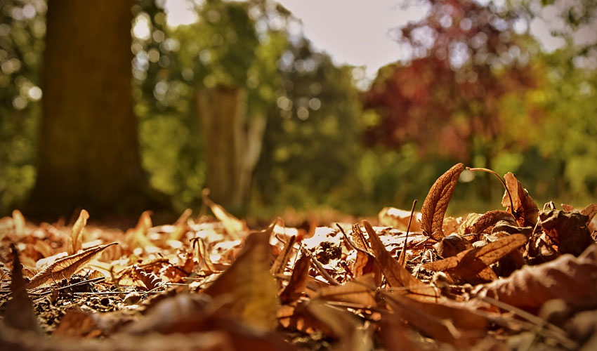 Are your paper leaf bags rotting before the city picks them up