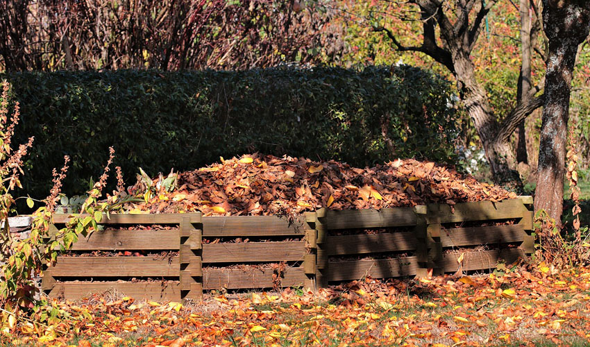 Lots of Black Trash Bags with Autumn Leaves in Them Around a Tree