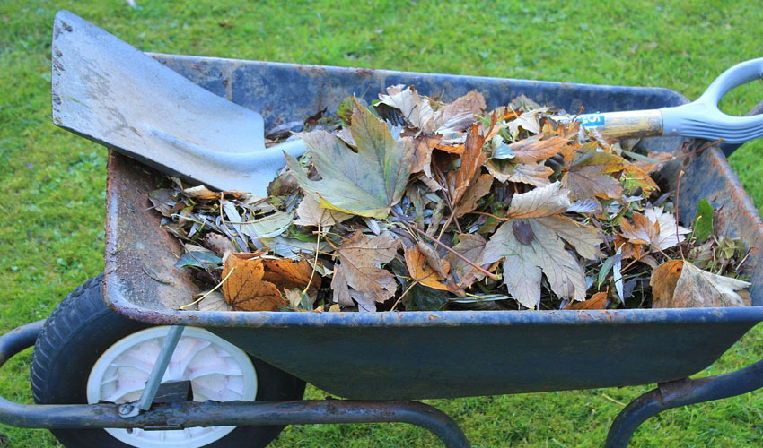 leaves in wheelbarrow