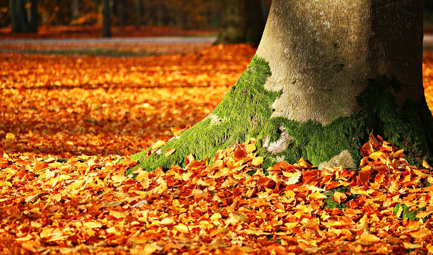 tree trunk with fall leaves