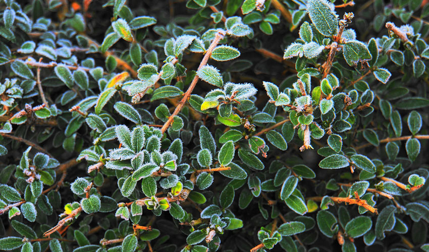 boxwood leaves covered in frost before application of anti-desiccant spray