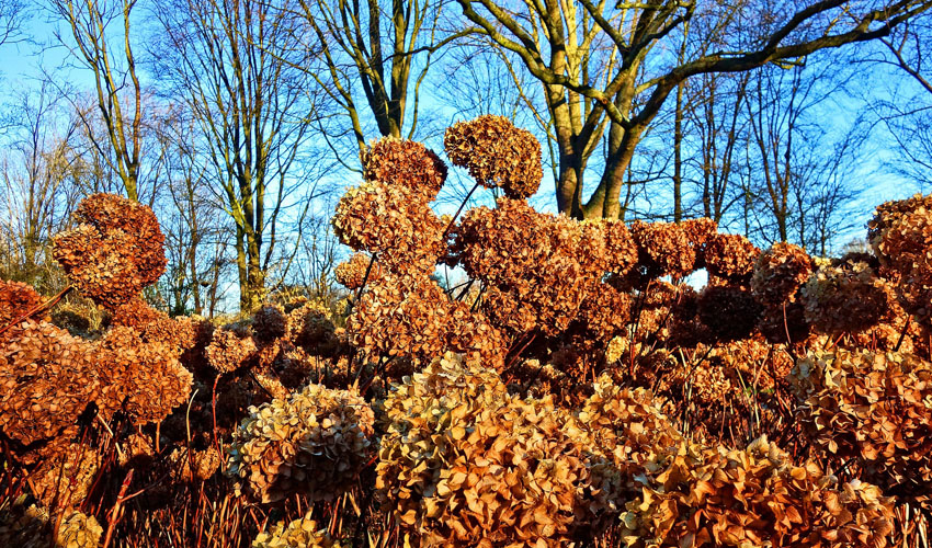 hydrangea in fall