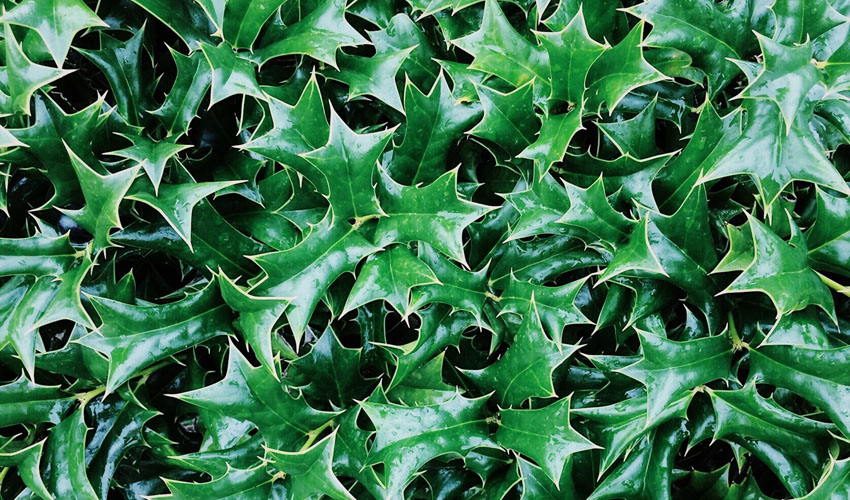 holly leaves that have been sprayed with anti-desiccant