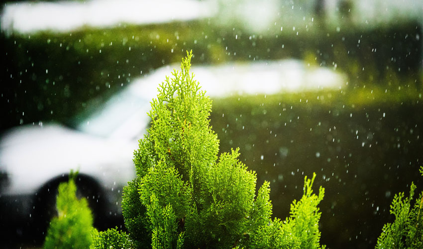 arborvitae shrub getting snow in northeast Ohio