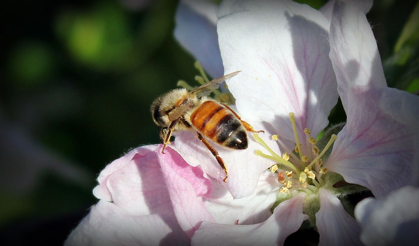 bee apple tree