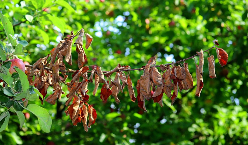 apple branch with fire blight