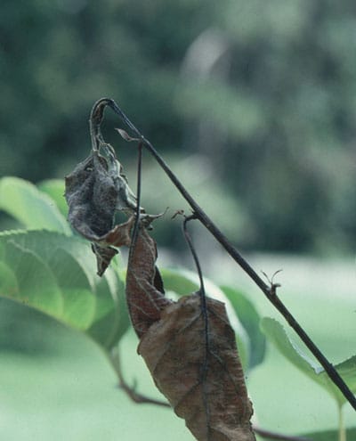 symptom of fire blight on apple leaves