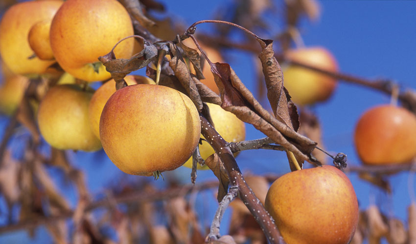 fire blight on apple tree