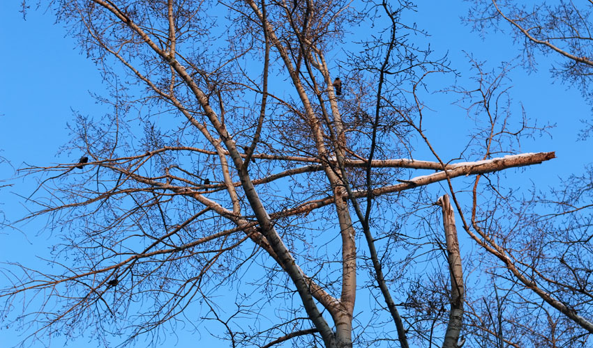 Broken tree branches ready to fall in the Northeast Ohio area