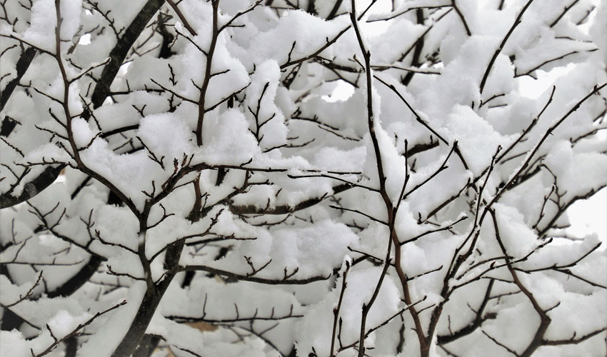 snow on branches of a tree in Northeastern Ohio