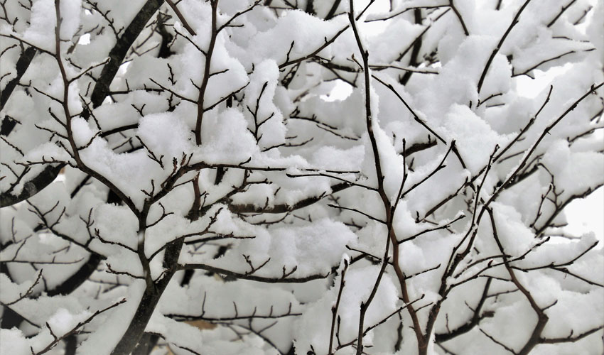 snow on branches of a tree in Northeastern Ohio