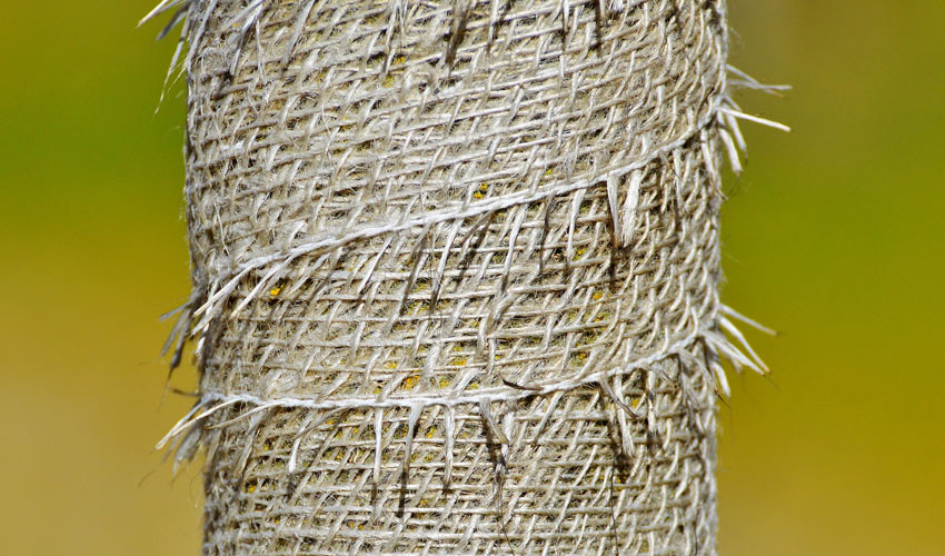tree trunk wrapped in burlap for winter protection in Northeast Ohio