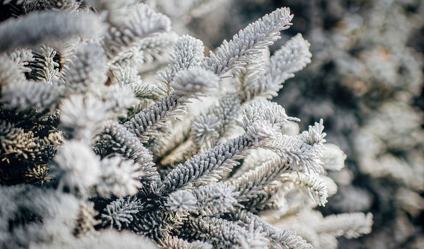 Frost-covered evergreen tree in Northeast ohio