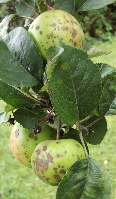 apple scab shows up as spots on green apples