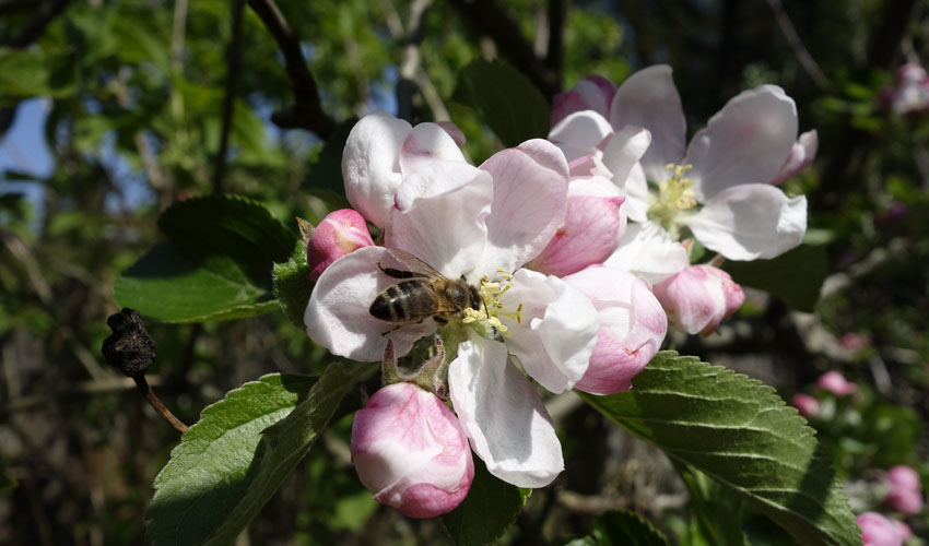 a bee pollinates an apple blossom on an apple tree in Ohio