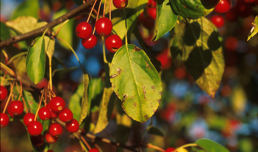 apple scab on a crabapple tree