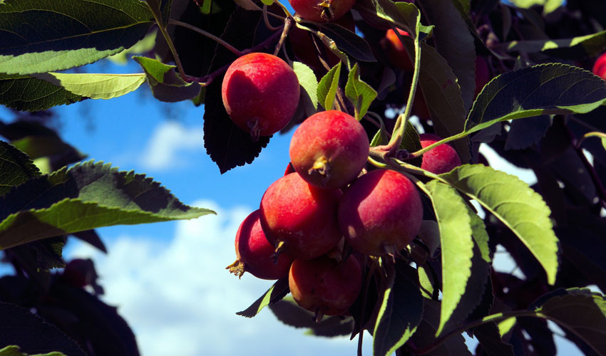 a healthy crabapple tree