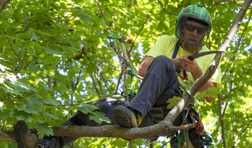 A member of the Independent Tree crew prunes a tree using a pruning saw
