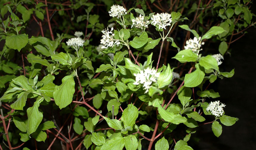 A red twig dogwood with flowers 