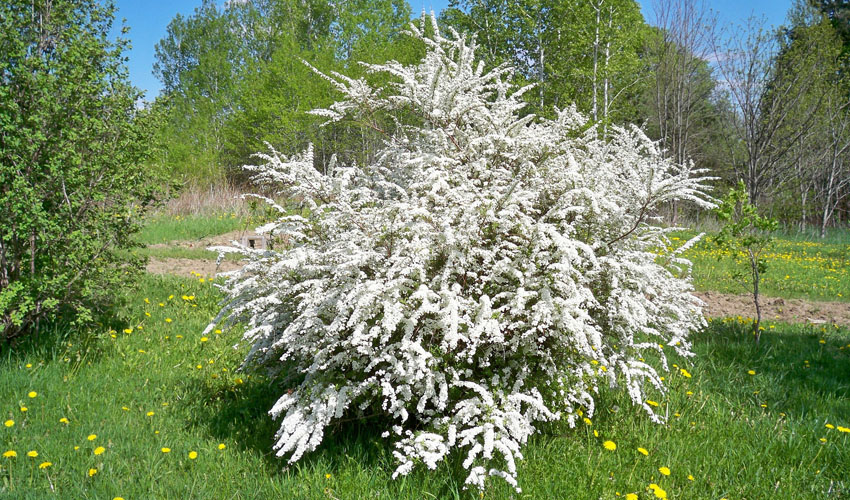 Bridal Wreath Spirea bush in bloom