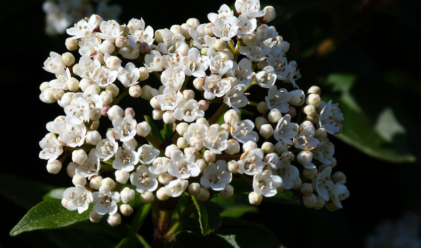 Vibernum plant in bloom with white small flowers