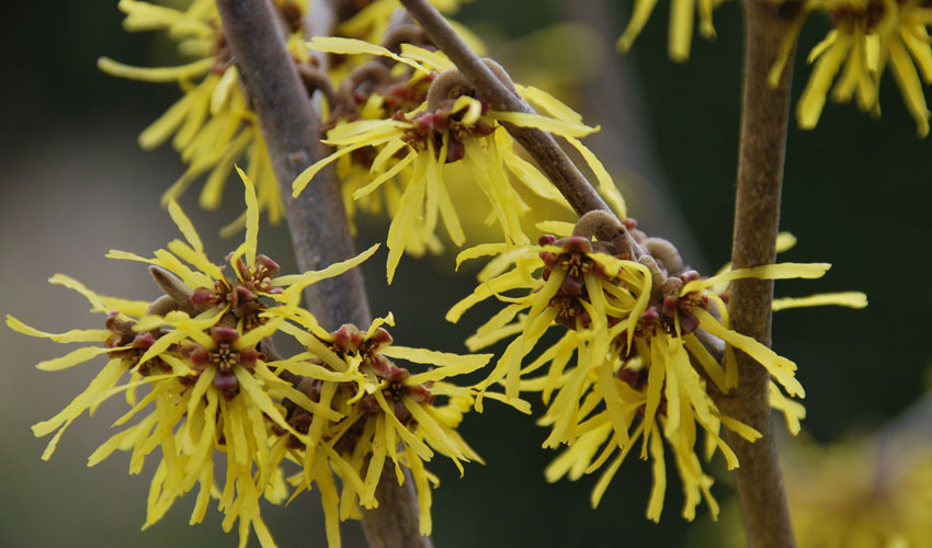 close-up of witch hazel yellow flowers on a branch
