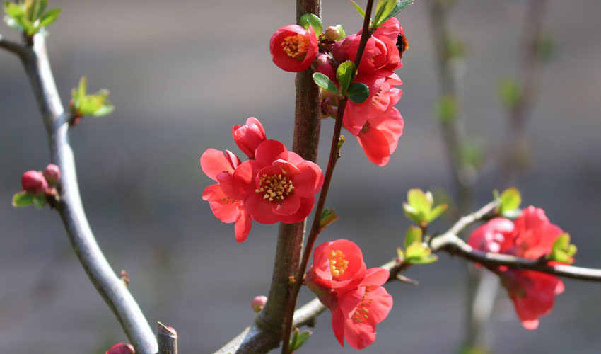Close up of red flowers on branches of flowering quince
