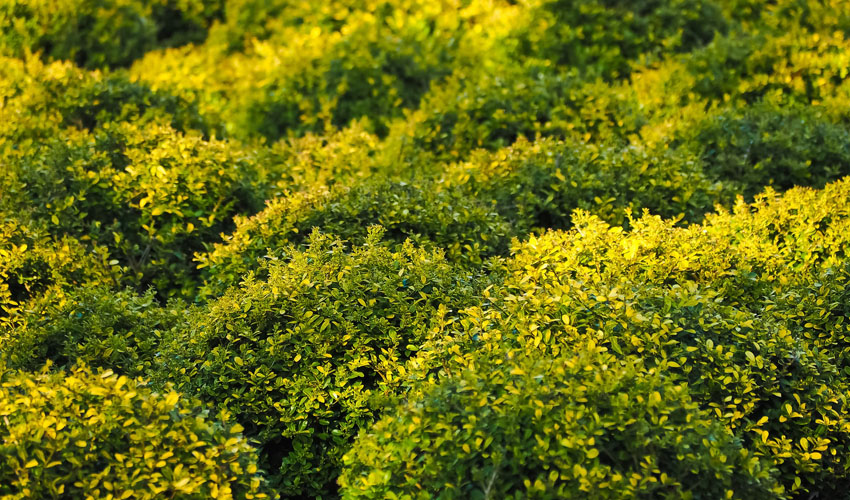 A large grouping of boxwood shrubs, an evergreen bush